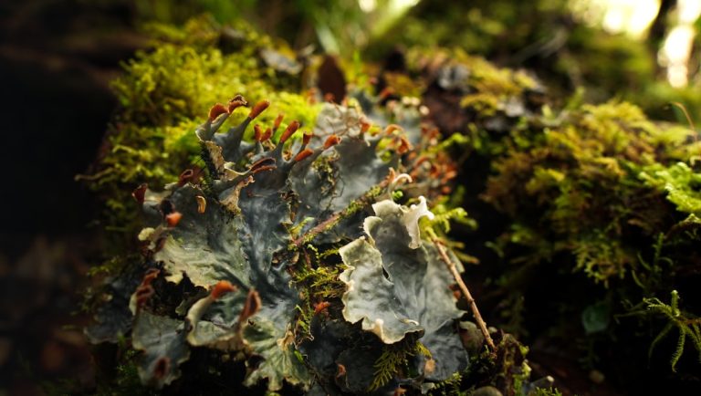 Unlocking the Secrets of the Great Outdoors: Your Guide to Affordable Adventures