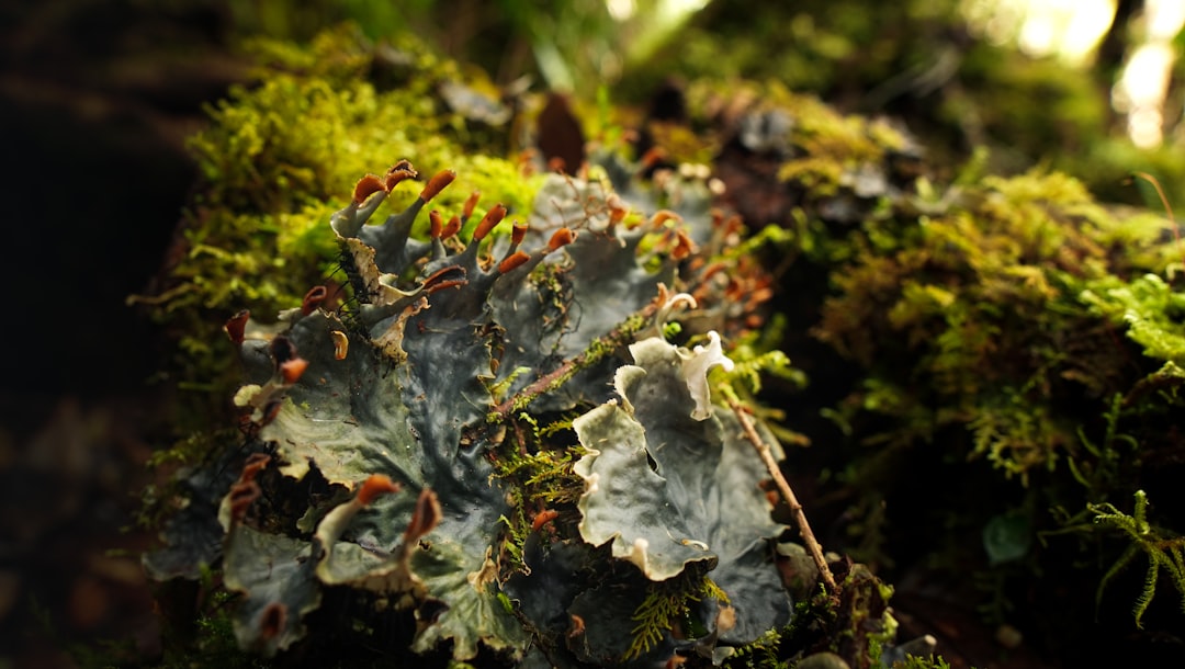 Unlocking the Secrets of the Great Outdoors: Your Guide to Affordable Adventures Unlocking the Secrets of the Great Outdoors: Your Guide to Affordable Adventures